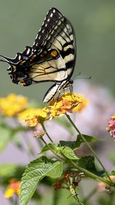 Preview wallpaper tiger swallowtail, butterfly, macro, flowers, leaves