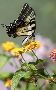 Preview wallpaper tiger swallowtail, butterfly, macro, flowers, leaves