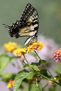 Preview wallpaper tiger swallowtail, butterfly, macro, flowers, leaves