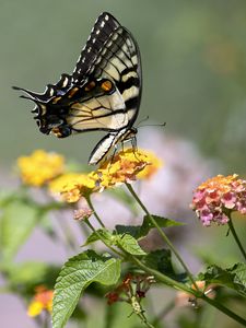 Preview wallpaper tiger swallowtail, butterfly, macro, flowers, leaves