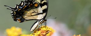 Preview wallpaper tiger swallowtail, butterfly, macro, flowers, leaves