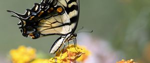 Preview wallpaper tiger swallowtail, butterfly, macro, flowers, leaves