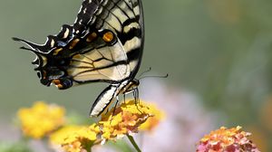 Preview wallpaper tiger swallowtail, butterfly, macro, flowers, leaves