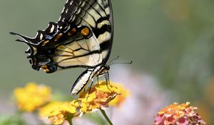 Preview wallpaper tiger swallowtail, butterfly, macro, flowers, leaves