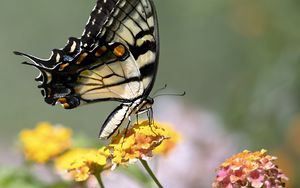 Preview wallpaper tiger swallowtail, butterfly, macro, flowers, leaves