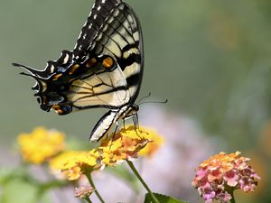 Preview wallpaper tiger swallowtail, butterfly, macro, flowers, leaves