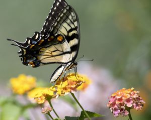 Preview wallpaper tiger swallowtail, butterfly, macro, flowers, leaves