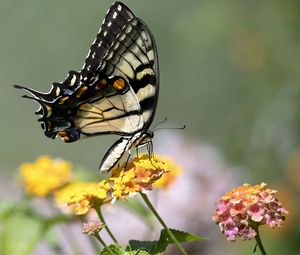 Preview wallpaper tiger swallowtail, butterfly, macro, flowers, leaves