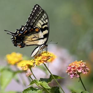 Preview wallpaper tiger swallowtail, butterfly, macro, flowers, leaves