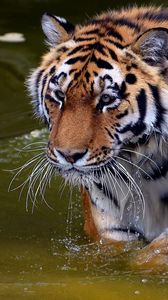 Preview wallpaper tiger, swim, water, river, walk, big cat