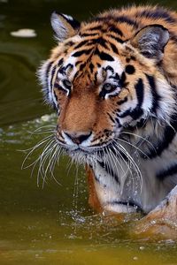 Preview wallpaper tiger, swim, water, river, walk, big cat