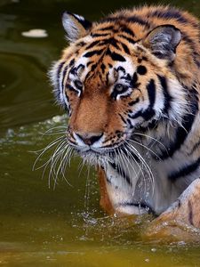 Preview wallpaper tiger, swim, water, river, walk, big cat