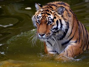 Preview wallpaper tiger, swim, water, river, walk, big cat