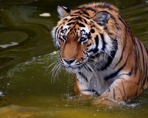 Preview wallpaper tiger, swim, water, river, walk, big cat