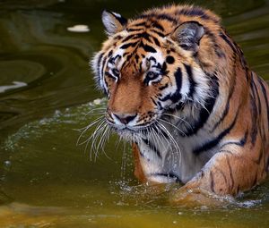 Preview wallpaper tiger, swim, water, river, walk, big cat