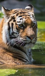 Preview wallpaper tiger, swim, water, predator