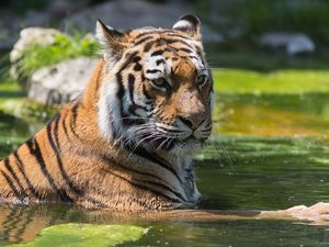 Preview wallpaper tiger, swim, water, predator