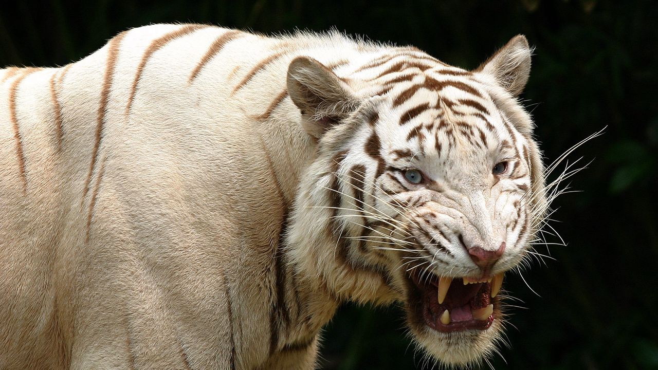 Wallpaper tiger, teeth, albino, predator, aggression