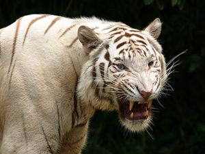 Preview wallpaper tiger, teeth, albino, predator, aggression