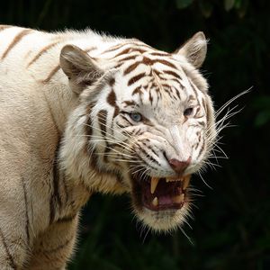 Preview wallpaper tiger, teeth, albino, predator, aggression