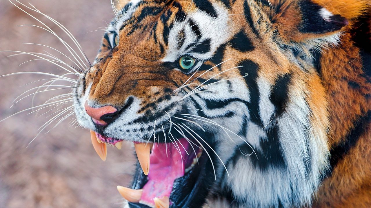 Wallpaper tiger, teeth, angry, muzzle, predator