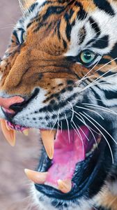 Preview wallpaper tiger, teeth, angry, muzzle, predator