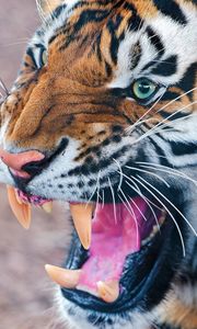 Preview wallpaper tiger, teeth, angry, muzzle, predator