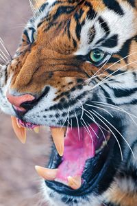 Preview wallpaper tiger, teeth, angry, muzzle, predator