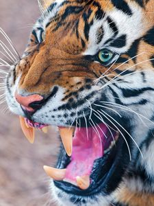 Preview wallpaper tiger, teeth, angry, muzzle, predator