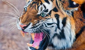 Preview wallpaper tiger, teeth, angry, muzzle, predator