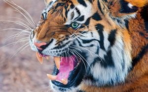 Preview wallpaper tiger, teeth, angry, muzzle, predator