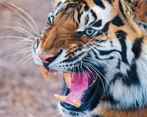 Preview wallpaper tiger, teeth, angry, muzzle, predator