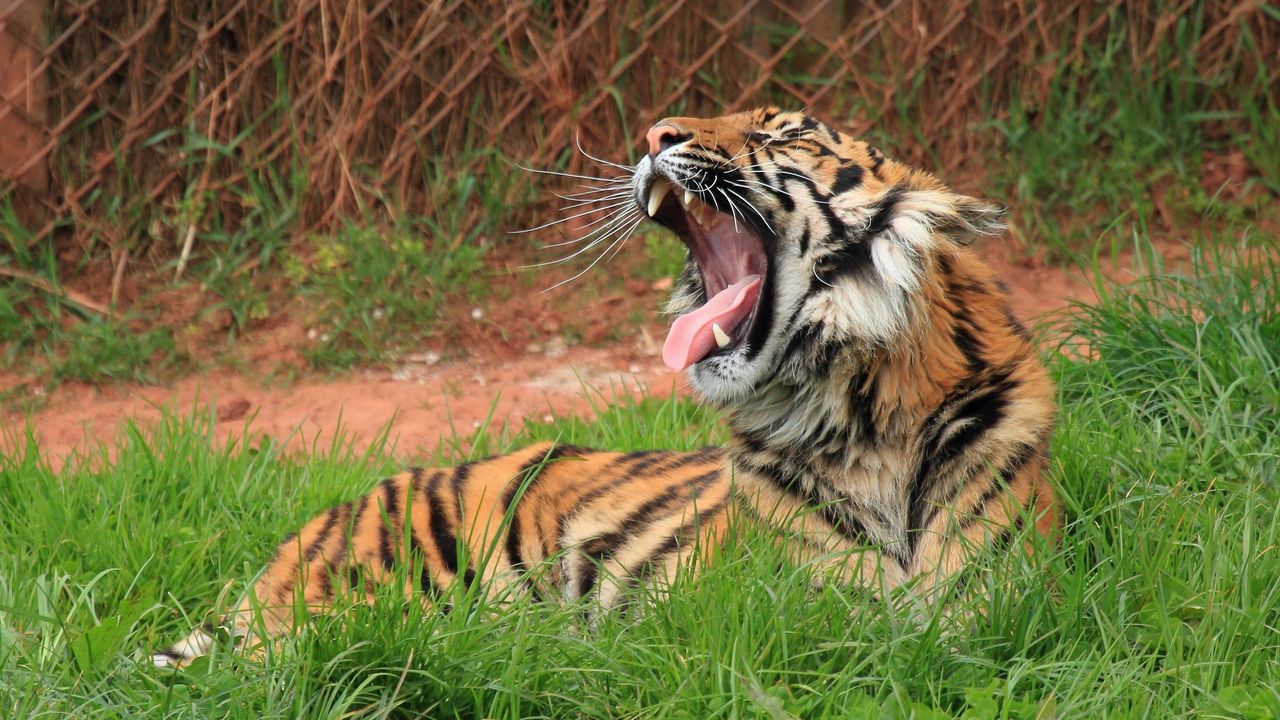 Wallpaper tiger, teeth, big cat, grass