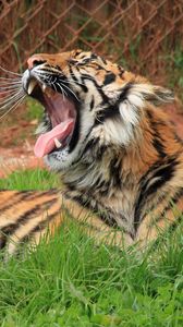 Preview wallpaper tiger, teeth, big cat, grass