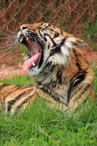 Preview wallpaper tiger, teeth, big cat, grass