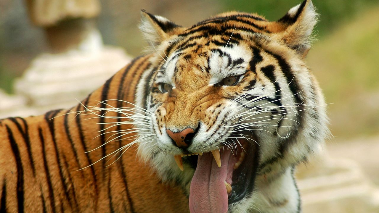 Wallpaper tiger, teeth, muzzle, anger, predator, big cat