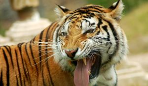 Preview wallpaper tiger, teeth, muzzle, anger, predator, big cat