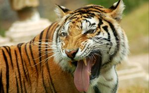 Preview wallpaper tiger, teeth, muzzle, anger, predator, big cat