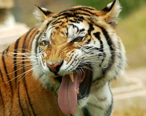 Preview wallpaper tiger, teeth, muzzle, anger, predator, big cat