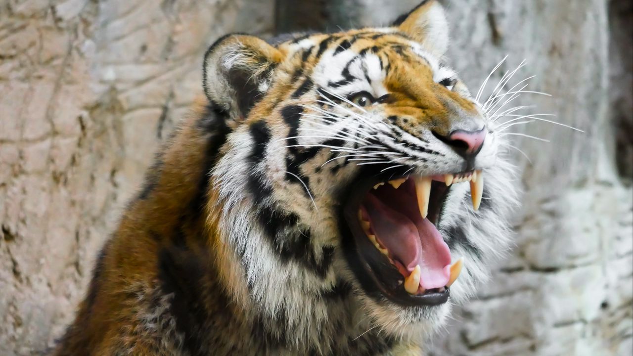 Wallpaper tiger, teeth, predator, muzzle