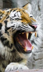 Preview wallpaper tiger, teeth, predator, muzzle