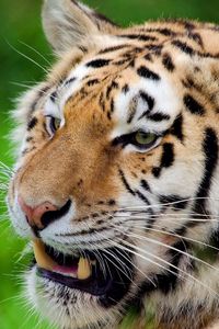 Preview wallpaper tiger, teeth, predator, muzzle