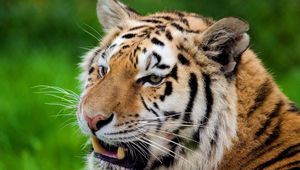 Preview wallpaper tiger, teeth, predator, muzzle