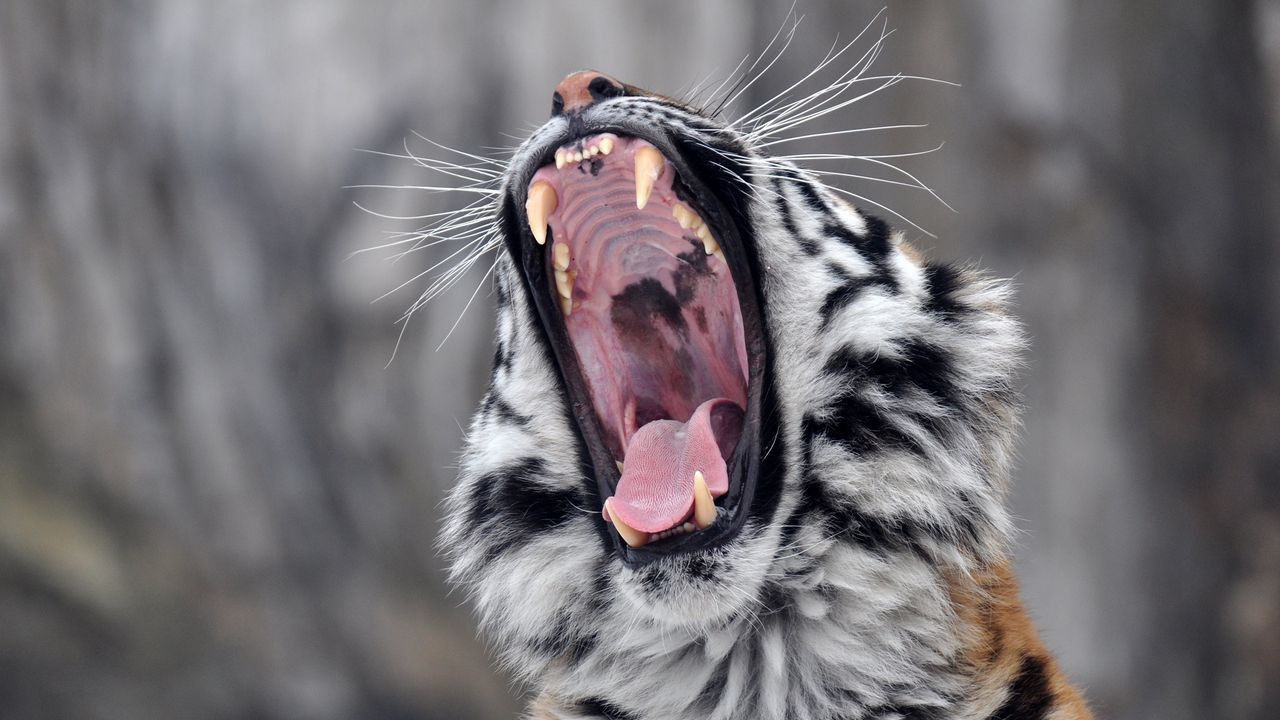 Wallpaper tiger, teeth, snout, aggression, predator