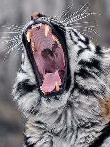 Preview wallpaper tiger, teeth, snout, aggression, predator