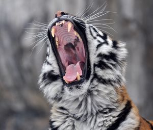 Preview wallpaper tiger, teeth, snout, aggression, predator