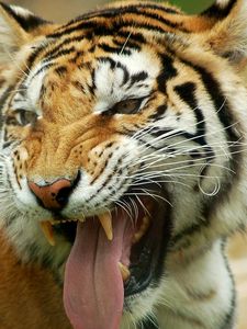 Preview wallpaper tiger, teeth, tongue, look