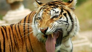 Preview wallpaper tiger, teeth, tongue, look