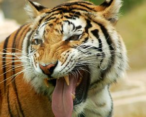 Preview wallpaper tiger, teeth, tongue, look