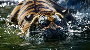 Preview wallpaper tiger, teeth, water, predator, muzzle, whiskers